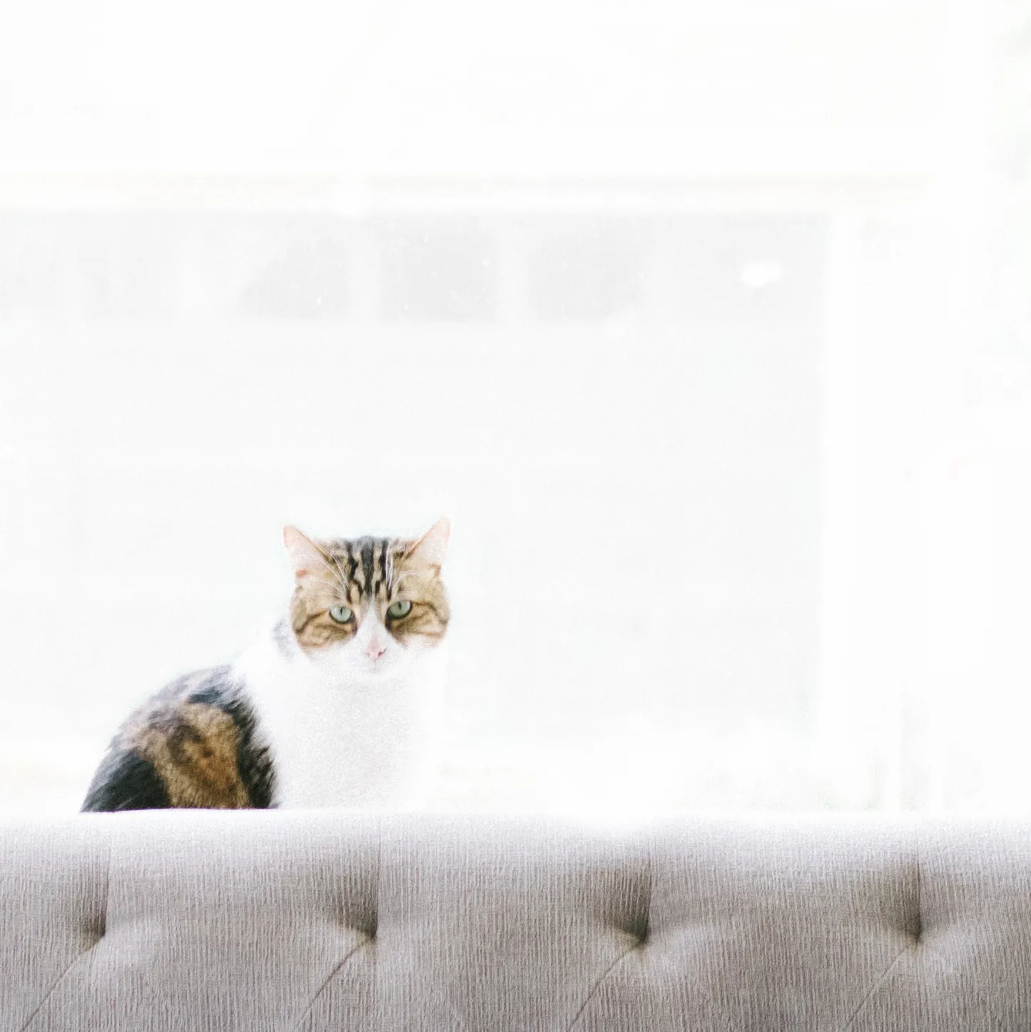 Chat assis près d'une fenêtre dans un appartement